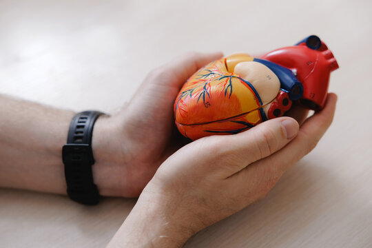 Cupped hands holding colorful anatomical heart model for cardiology consultation of patient in clinic