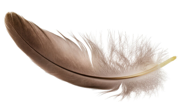 Isolated delicate brown bird feather with soft fluffy barbules, elegant and natural avian plume