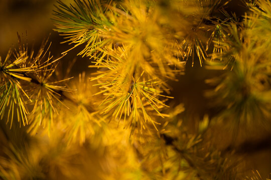 Macro image of bright golden colored larch or tamarack needles surrounded by darker colored background