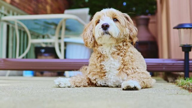A small mixed breed dog lies on a patio surface, looking calm and relaxed. The setting is a backyard with some outdoor furniture and soft sunlight shining down.