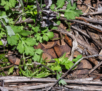shy copperhead venomous snake hiding in protruding vegetation basking partially between rocks on old grass stems and leaves