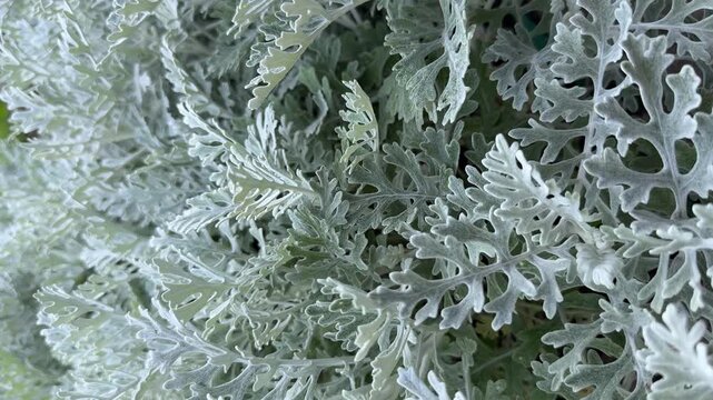 Dusty miller silver leaves close up, ornamental garden plant, vertical