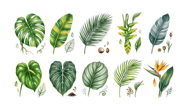Watercolor Tropical Leaf Clipart Set &ndash; Monstera Banana Leaf Palm Frond Heliconia Bird of Paradise Anthurium Philodendron Calathea Areca Palm Strelitzia Flower Illustration Bundle, Lush Jungle Botanica