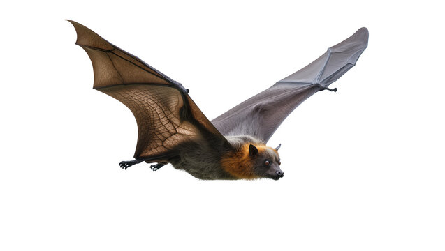 Isolated large fruit bat in flight, showing outstretched wings and detailed fur