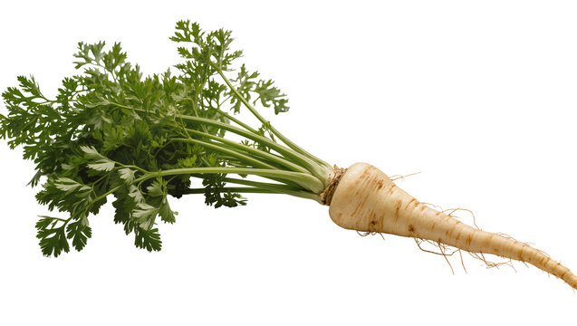 Isolated fresh parsnip vegetable with vibrant green leaves and root for healthy cooking
