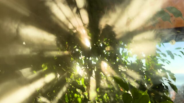 CLOSE UP, LENS FLARE: Bright sunbeams cut through humidifier mist around ficus tree, creating glowing indoor jungle scene. Backlit leaves, soft vapor, warm light and fresh atmosphere in home interior