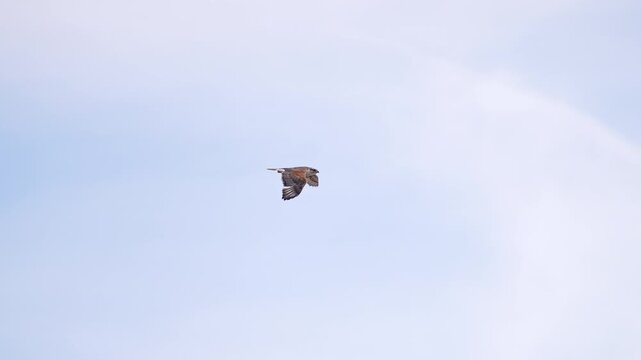 Ferruginous Hawk flapping his wings in slow motion flying through the sky.
