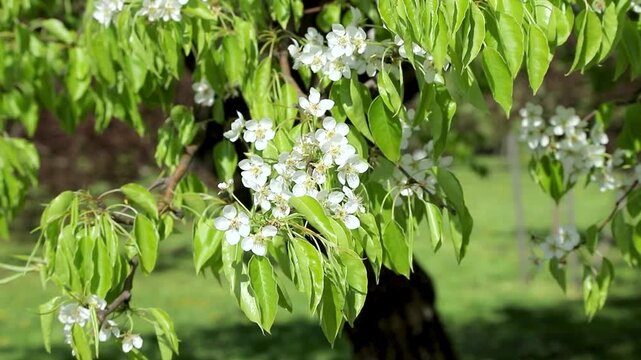White pear tree flowers with green leaves on swaying in wind on sunny spring day. Pyrus communis in bloom. Beautiful fruit tree blooming in lush garden under sunlight. Slow motion footage.