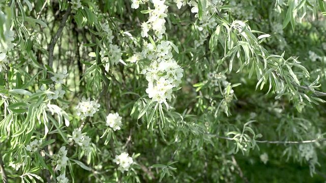 Flowering willow-leaved pear tree with white blossoms and silver leaves. Pyrus salicifolia in bloom. Beautiful spring branches swaying in breeze in sunny garden. Slow motion footage.