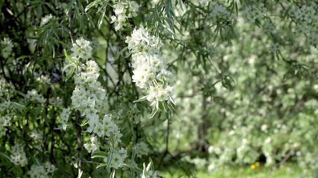 Flowering willow-leaved pear tree with white blossoms and silver leaves. Pyrus salicifolia in bloom. Beautiful spring branches swaying in breeze in city park. Slow motion footage.