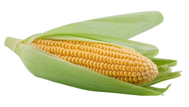 Isolated fresh golden yellow sweet corn on the cob with green husks healthy vegetable