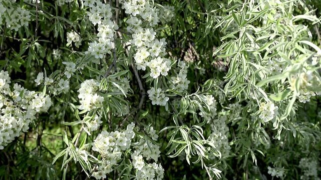 Delicate white blossoms adorn the weeping branches of pear tree swaying in wind, surrounded by slender green leaves. Serene spring scene. Pyrus salicifolia in bloom. Slow motion footage.