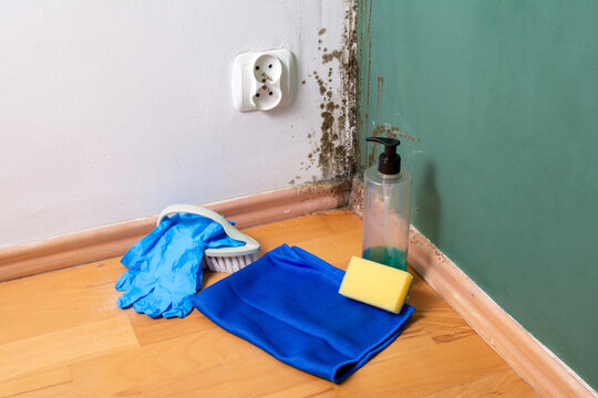 Cleaning supplies and gloves for removing toxic black mold from wall