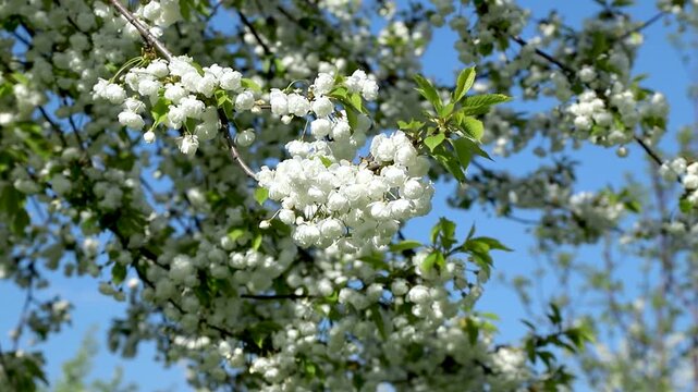 Beautiful branch of blooming cherry tree with lush white flowers against blue sky. Prunus avium in bloom. Spring nature background featuring delicate seasonal blossoms in garden. Slow motion footage.