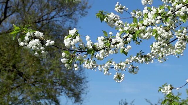 Beautiful branch of blooming cherry tree with white flowers sway in wind against blue sky. Spring nature background with lush blossoms in sunny garden. Prunus avium in bloom. Slow motion footage.