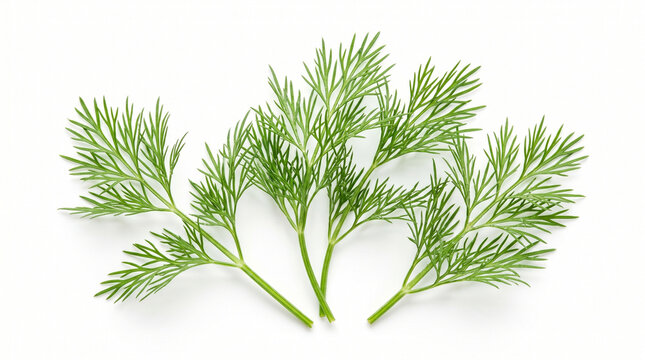 Dill isolated on white background