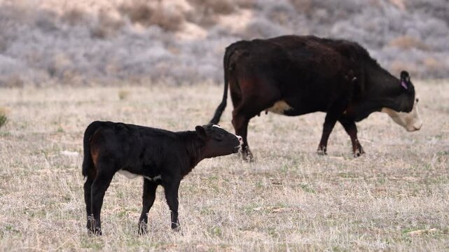 Cows in a field as calf moo's in slow motion during Spring.