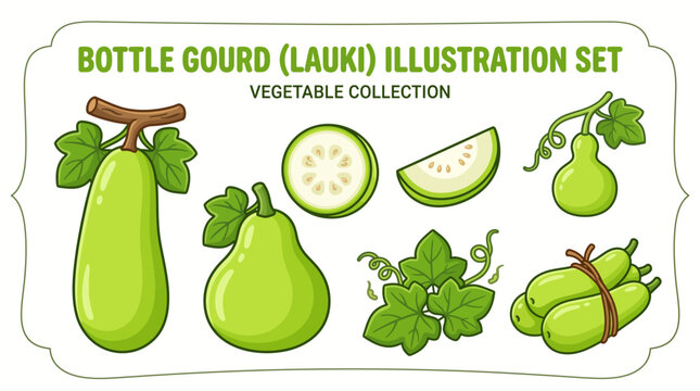 Bottle gourd (lauki) illustration set with whole, halved, sliced, and bundled vegetables