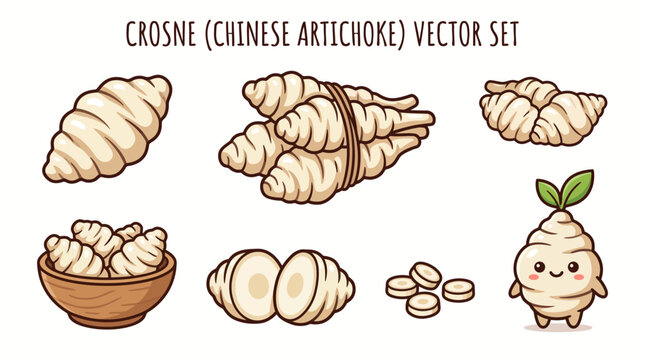 Crosne or Chinese artichoke root vector set with whole tubers, slices, and cartoon character