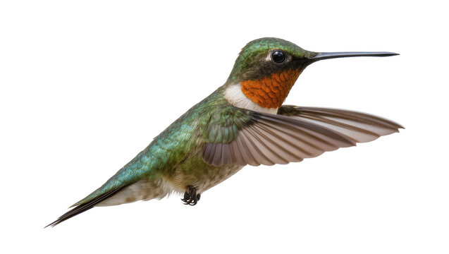 Isolated Ruby-throated hummingbird in mid-flight, showing iridescent green feathers and red throat