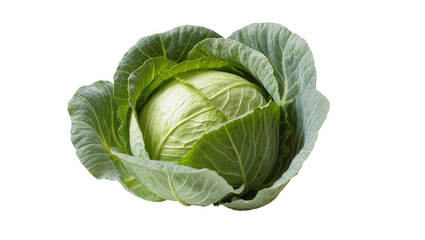 Obraz premium Isolated fresh green cabbage head with outer leaves, healthy organic whole vegetable food