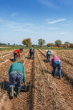 Agricultural workers harvest asparagus in neat rural rows under a bright blue sky, illustrating teamwork, seasonal farming, food production, and sustainable agriculture.