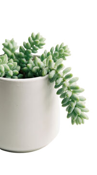 Burros Tail Succulent Plant in White Pot
