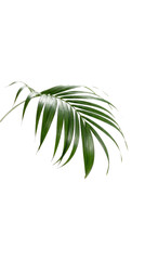 Obraz premium Green palm leaf isolated on white background