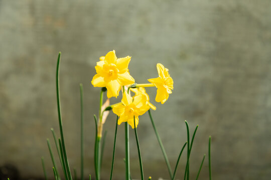 Narcissus Flavus plant in Saint Gallen in Switzerland 6.3.2025