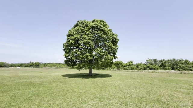 一本の丸い木　青空　草原　小鳥のさえずり　ウグイス