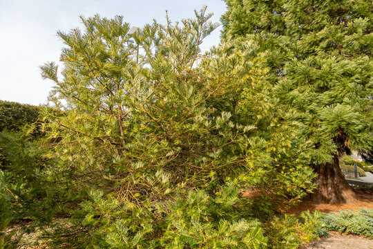 Chinese cowtail pine or Cephalotaxus Fortunei plant in Saint Gallen in Switzerland 6.3.2026