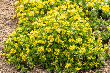 Obraz premium Draba Lasiocarpa plant in Saint Gallen in Switzerland 6.3.2026