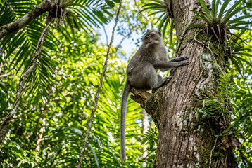 Fototapeta premium Long tailed macaque monkey sitting on tree branch in forest
