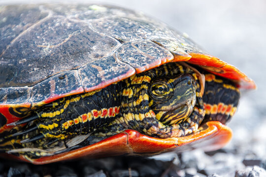 brightly colored painted turtle on the move crossing road closeup face and front body