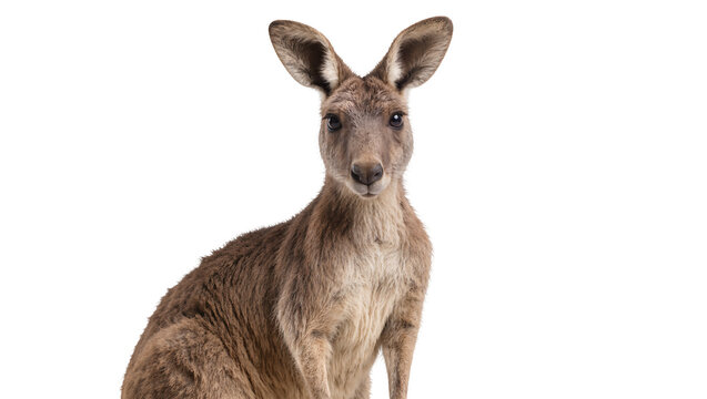 Isolated adult kangaroo with large ears looking directly at camera, a native Australian animal