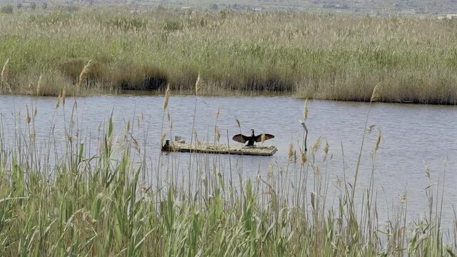 precioso ejemplar de Cormor&aacute;n del Parque Natural del Prat de Cabanes-Torreblanca