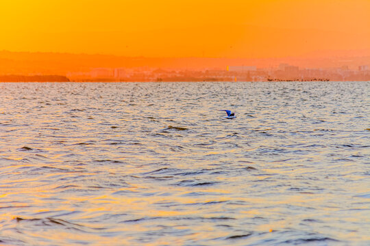 Gaviota Reidora al vuelo con un incre&iacute;ble atardecer en la albufera de valencia