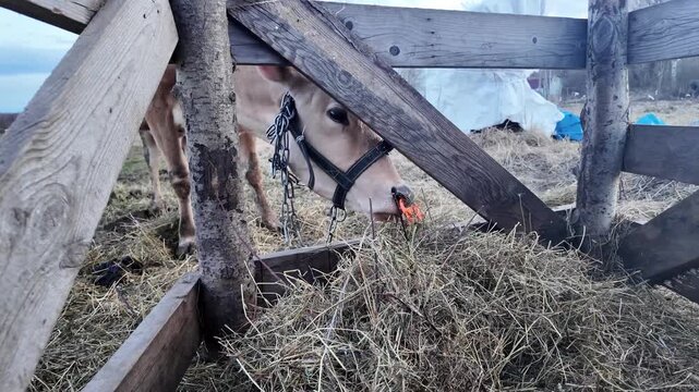 Close-up of a Jersey cow wearing a nose weaner and halter while pulling hay from a feeder and chewing. Realistic dairy farm scene showing feeding behavior and livestock management.