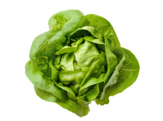 Obraz premium Isolated fresh organic green butter lettuce head healthy diet crunchy vegetable ingredient