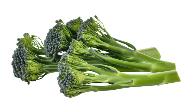 Isolated fresh green broccolini vegetable with long stems and florets, ready to cook
