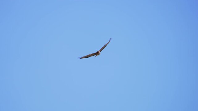 Red-tailed Hawk flying overhead in a blue sky over Utah.