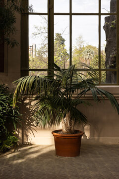 moody shot of potted palm in greenhouse with window