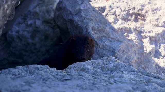 A mink hiding in the shadows of the rocks along the shore of Utah Lake.