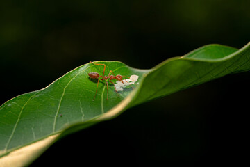 Naklejka premium A macro shot of a red ant carrying a small white larva on a green leaf, isolated against a dark background, highlighting detail and behavior in nature.