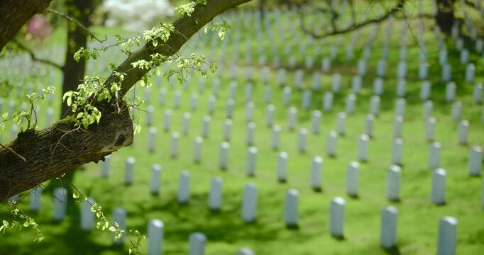 New Leaves on Tree in Spring in Arlington National Cemetery 