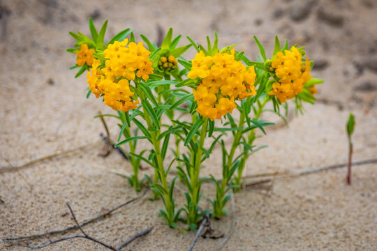 Hoary Puccoon Close Up Flower Detail