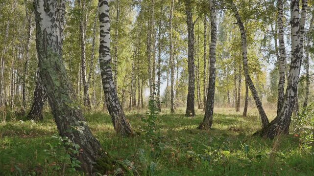 Sunlit birch grove open campsite trail, leaning trunks and sunlit understory with winding footpath into bright clearing, ranger scouting route or scout group exploring, lively summer light filtering