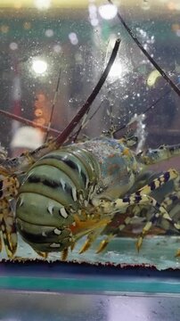 Closeup Facing Lobster Shell Details With Bright Market Lights, Colorful Carapace And Patterned Stripes, Chef Eyeing Specimen, Vibrant Aquarium Backdrop With Reflections And Lively Texture