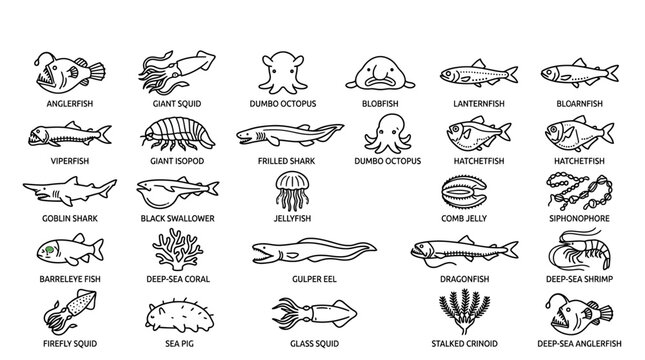 Seafood fish and sea creatures.