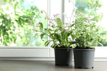 Blooming plants in pots near window indoors. Space for text © New Africa